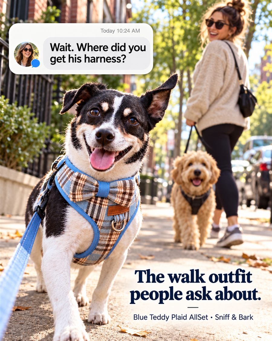Sniff & Bark concept ad: Wait. Where did you get his harness?